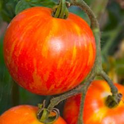 heirloom tomatoes are trending